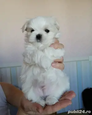 pui bichon maltese mini toy tasa pura - imagine 3