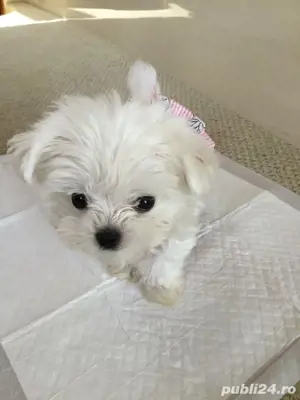 pui bichon maltese mini toy  - imagine 3