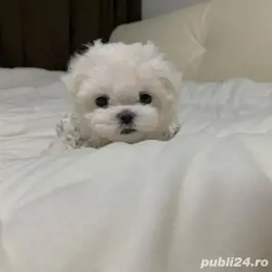 pui bichon maltese mini toy  - imagine 2