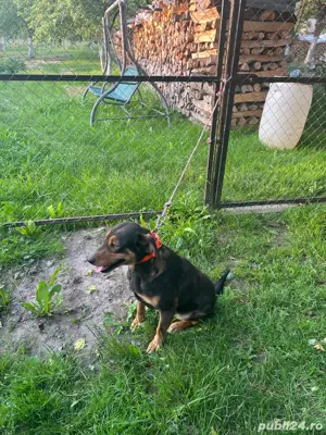 Donez femela Copoi Ardelenesc  - imagine 2