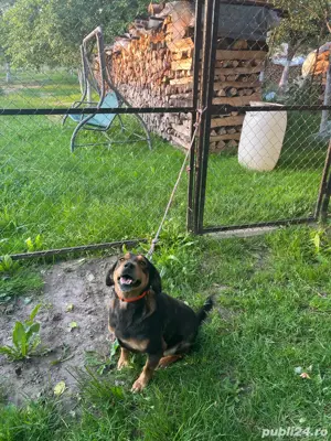 Donez femela Copoi Ardelenesc 