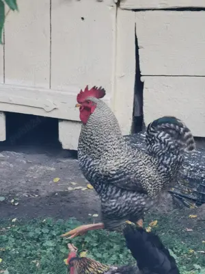 Cocoș de casă 100 lei buc 