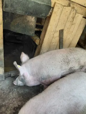 Vând 1 vier  porc