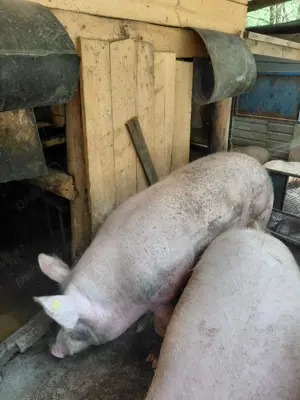 Vând 1 vier  porc - imagine 2