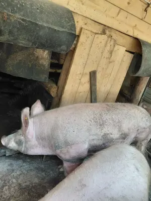 Vând 1 vier  porc - imagine 3