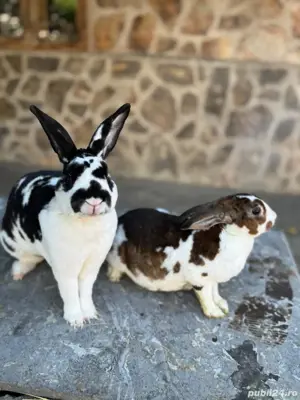 Pereche Rex de vânzare!  - imagine 4 Pereche Rex de vânzare!  - imagine 4