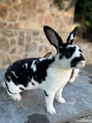 Pereche Rex de vânzare!  - imagine 2 Pereche Rex de vânzare!  - imagine 2