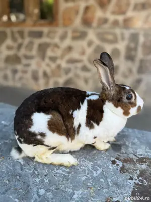 Pereche Rex de vânzare! 