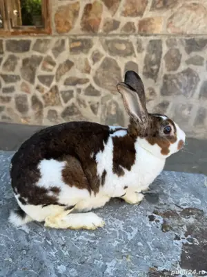 Pereche Rex de vânzare!  - imagine 5 Pereche Rex de vânzare!  - imagine 5