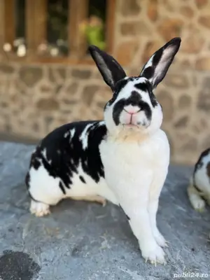 Pereche Rex de vânzare!  - imagine 3 Pereche Rex de vânzare!  - imagine 3