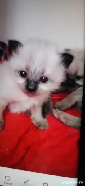 pui pisica birmaneza 