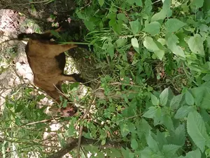 Vand iedute si ieduti alpini francezi - imagine 6 Vand iedute si ieduti alpini francezi - imagine 6