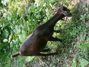 Vand iedute si ieduti alpini francezi - imagine 5 Vand iedute si ieduti alpini francezi - imagine 5