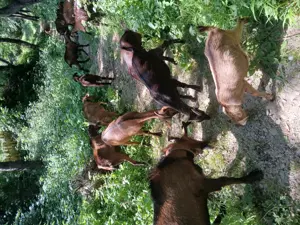 Vand iedute si ieduti alpini francezi - imagine 7 Vand iedute si ieduti alpini francezi - imagine 7