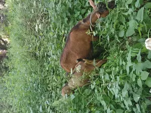 Vand iedute si ieduti alpini francezi - imagine 8 Vand iedute si ieduti alpini francezi - imagine 8