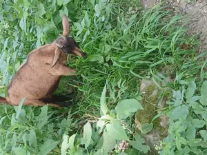 Vand iedute si ieduti alpini francezi - imagine 9 Vand iedute si ieduti alpini francezi - imagine 9