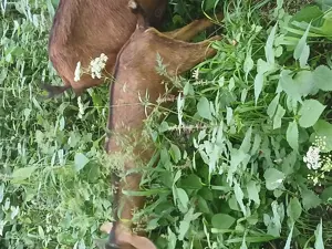 Vand iedute si ieduti alpini francezi