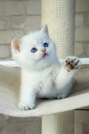  British Shorthair White. Asigur transport 