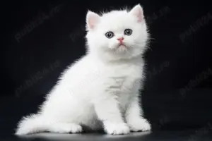  British Shorthair White. Asigur transport  - imagine 2