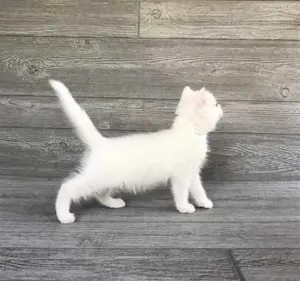 Ofertă unică! Pisoi albi cu ochi arămii și verzi! - imagine 4