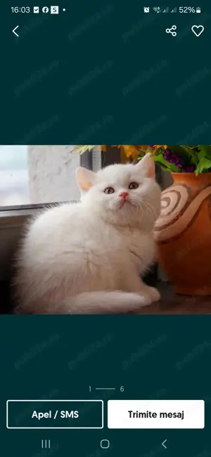  British Shorthair White. Asigur transport  - imagine 8