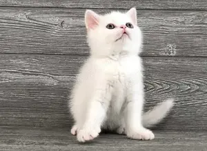  British Shorthair White. Asigur transport  - imagine 7
