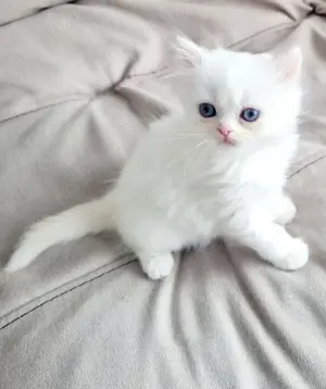  British Shorthair White. Asigur transport  - imagine 10