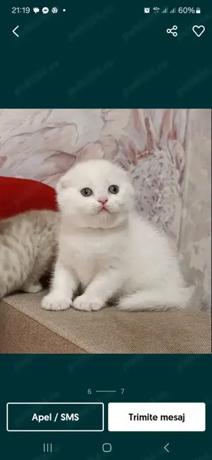  British Shorthair White. Asigur transport  - imagine 9