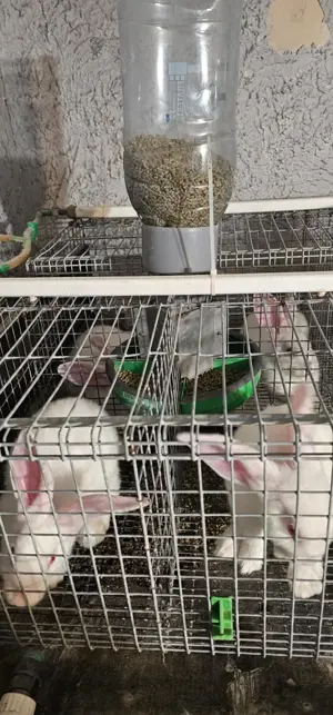 Vand iepuri Hycole francez si Panon alb, varsta 4-6 saptamani