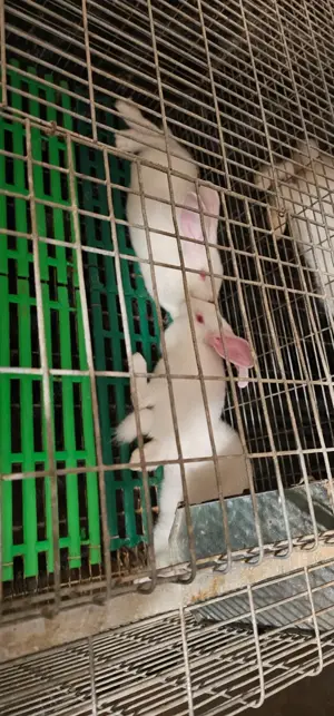 Vand iepuri Hycole francez si Panon alb, varsta 4-6 saptamani - imagine 2 Vand iepuri Hycole francez si Panon alb, varsta 4-6 saptamani - imagine 2