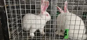 Vand iepuri Hycole francez si Panon alb, varsta 4-6 saptamani - imagine 3 Vand iepuri Hycole francez si Panon alb, varsta 4-6 saptamani - imagine 3