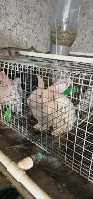 Vand iepuri Hycole francez si Panon alb, varsta 4-6 saptamani - imagine 4 Vand iepuri Hycole francez si Panon alb, varsta 4-6 saptamani - imagine 4