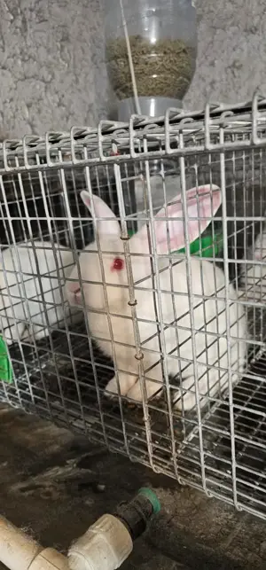 Vand iepuri Hycole francez si Panon alb, varsta 4-6 saptamani - imagine 5 Vand iepuri Hycole francez si Panon alb, varsta 4-6 saptamani - imagine 5