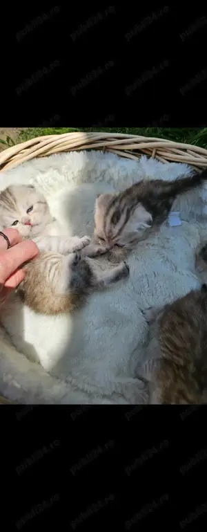 Brittish si scottish - imagine 2