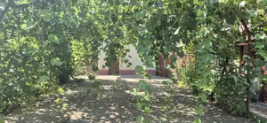 Casa cu spatiu comercial si livada de vanzare - Crangu - Teleorman - imagine 6