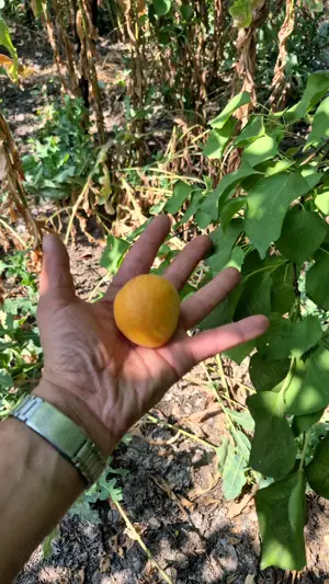 Casa cu spatiu comercial si livada de vanzare - Crangu - Teleorman - imagine 7