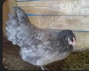 Vând găini australop gri - imagine 2