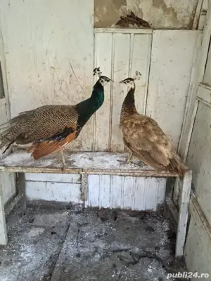 Pereche pauni si fazani comun si tenebros