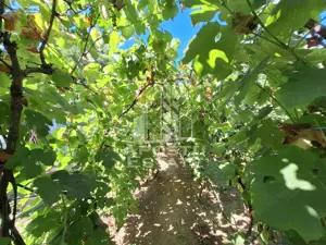 Cabana cu 3 camere, 392 mp teren, 3 Insule - imagine 8