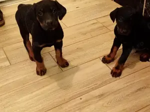 Pui Dobermann pischer - imagine 3