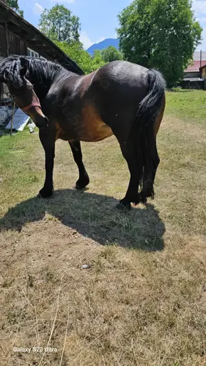 Iapa,4 ani - imagine 8