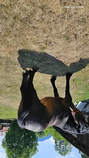 Iapa,4 ani - imagine 4