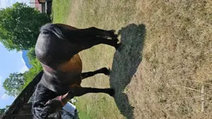 Iapa,4 ani - imagine 7