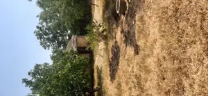 Vând casa în comuna orodel sat calugarei