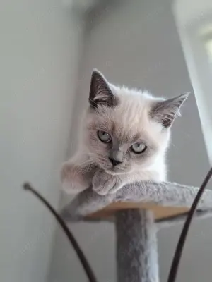 Pui british colourpoint  - imagine 2