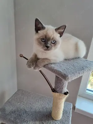 Pui british colourpoint  - imagine 5