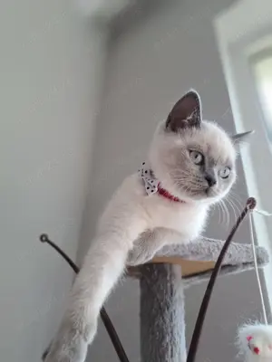 Pui british colourpoint  - imagine 3