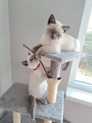 Pui british colourpoint  - imagine 4