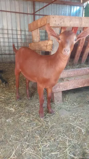 Tap Murciano Grandina