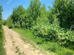 Teren intravilan 3900 mp Porumbacu de Sus, Sibiu - imagine 16